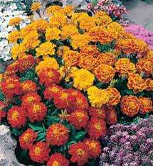 TAGETES PATULA NANA BONITA MISCUGLIO NR.100 SEMI
